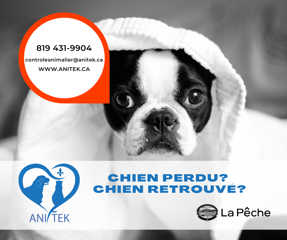 Animaux 2 anitek chiens perdus retrouves