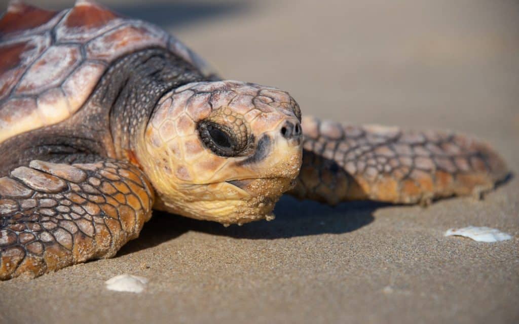 Animaux 12 tortue 31 sur 50