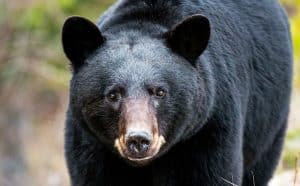 Animaux 14 ours noir 300x186 1
