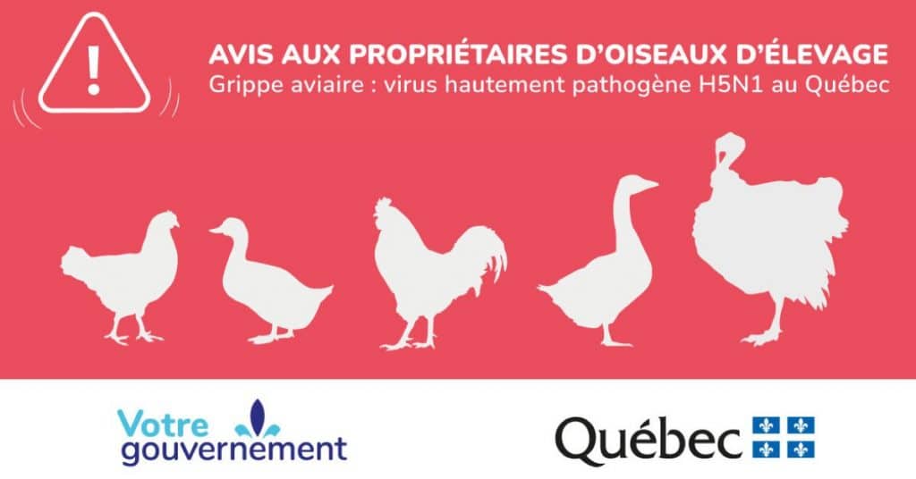 Animaux 8 Grippe aviaire web