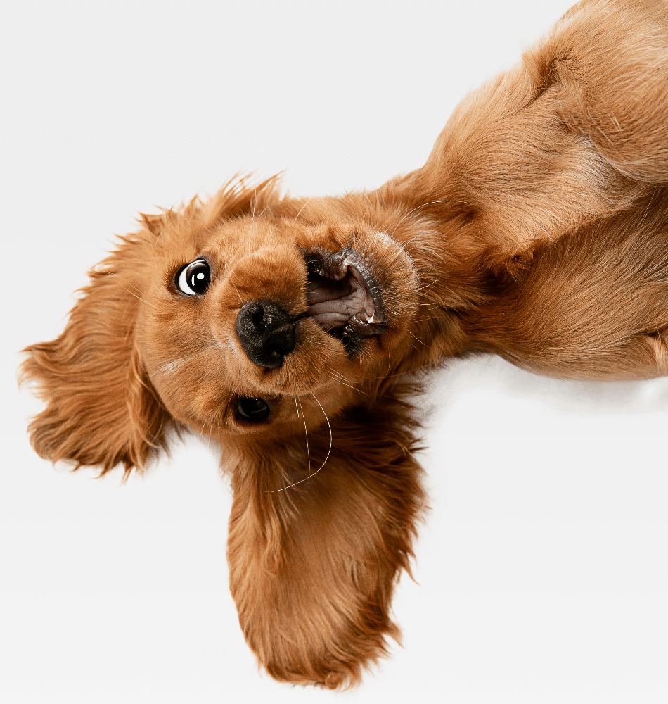 Animaux 1 Infolettre 6 chiens agressifs