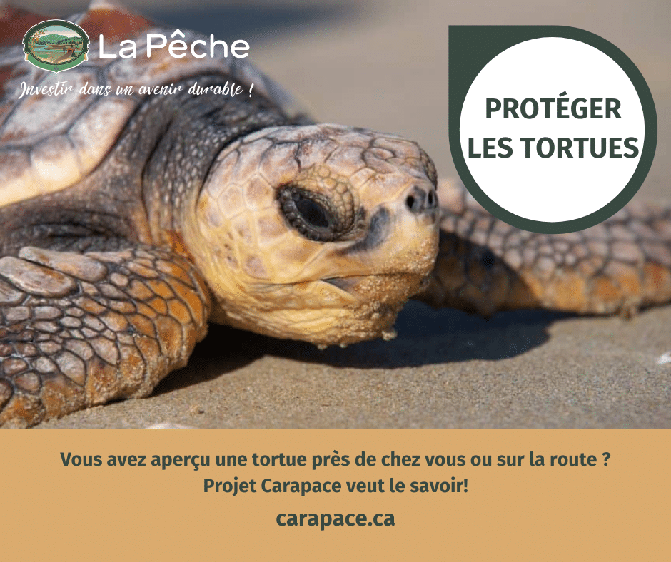 PROTEGER LES TORTUES 1