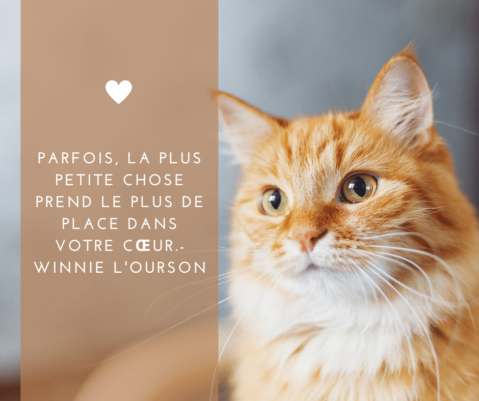 Animaux 11 chat 3